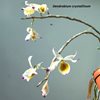 Dendrobium crystallinum